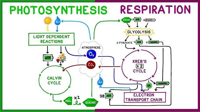 Photosynthesis vs. cellular respiration comparison Photosynthesis vs. cellular respiration comparison