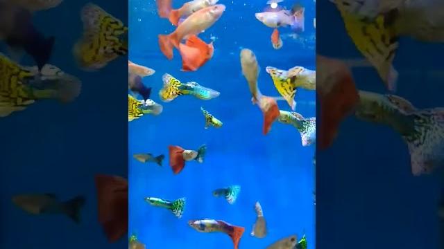 #peixes #peixesdeaquarios #guppy #lebiste #aquariobonito #aquarismobrasil #aquário #peixeornamental #peixes #peixesdeaquarios #guppy #lebiste #aquariobonito #aquarismobrasil #aquário #peixeornamental