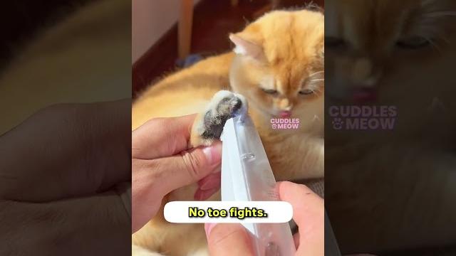 This is why your cat’s feet smell! This is why your cat’s feet smell!