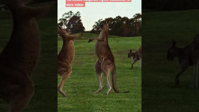 Battle of the kangaroos #shorts #short #kangaroo Battle of the kangaroos #shorts #short #kangaroo