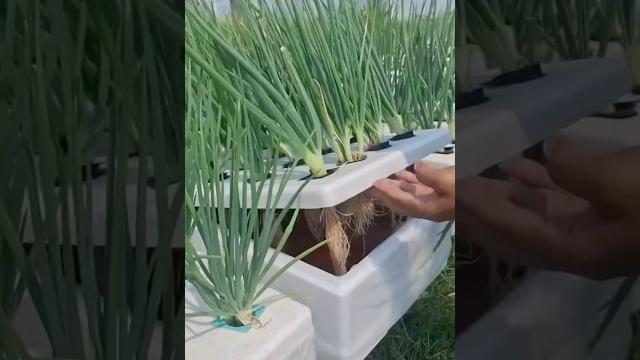 The most advanced home onion farming hack ️ #shorts The most advanced home onion farming hack ️ #shorts