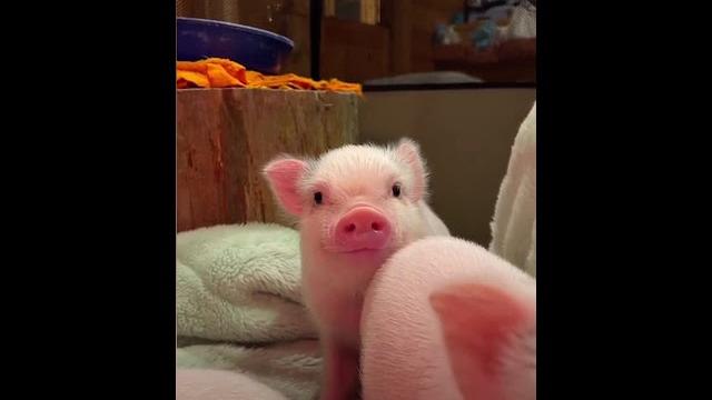 Piglet family Piglet family
