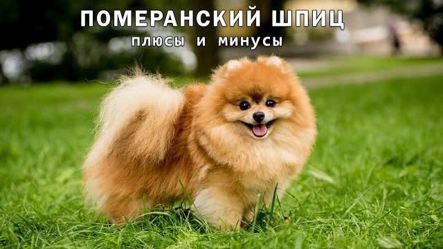 Померанский шпиц. плюсы и минусы pomeranian spitz Померанский шпиц. плюсы и минусы pomeranian spitz