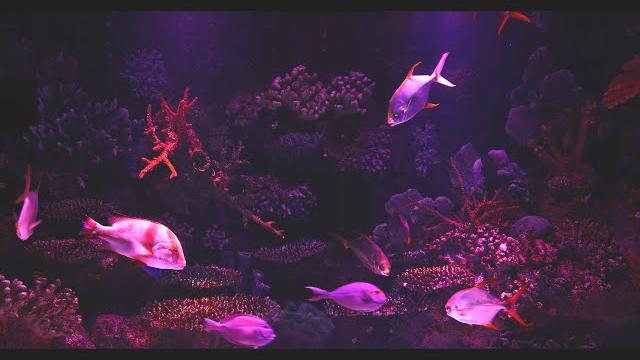 Glowing fish - soothing aquarium water stream noise | 10 hour sleep sound | full hd Glowing fish - soothing aquarium water stream noise | 10 hour sleep sound | full hd