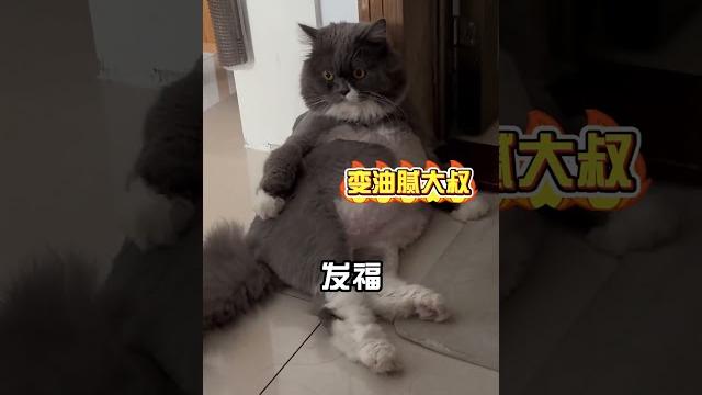 养母猫vs养公猫,有啥区别? 养母猫vs养公猫,有啥区别?