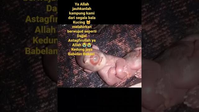 Kucing lahir berwujud dajjal astagfirullah ya allah Kucing lahir berwujud dajjal astagfirullah ya allah