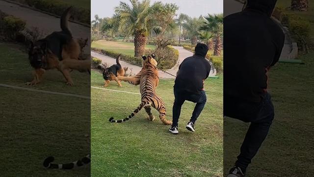 Tiger attack on dog | nouman hassan | Tiger attack on dog | nouman hassan |