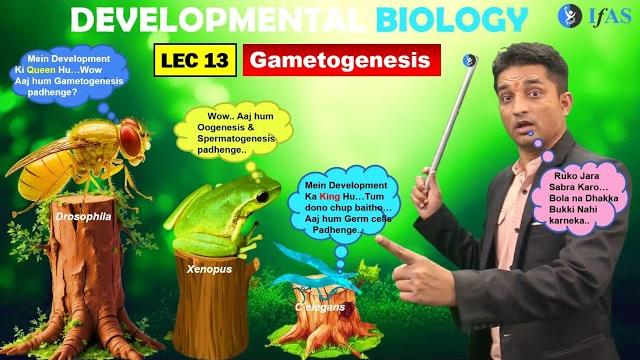 Csir net june 2025 i developmental biology i lecture 13 i gametogenesis germ cells role i ifas Csir net june 2025 i developmental biology i lecture 13 i gametogenesis germ cells role i ifas