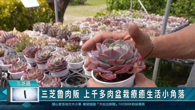三芝魯肉販 上千多肉盆栽療癒生活小角落 三芝魯肉販 上千多肉盆栽療癒生活小角落