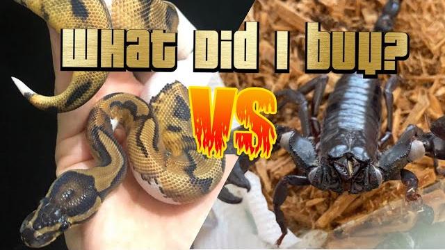 New reptile reveal New reptile reveal