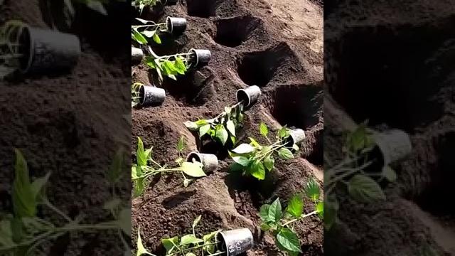 Как высаживаю рассаду перцев в грунт Как высаживаю рассаду перцев в грунт