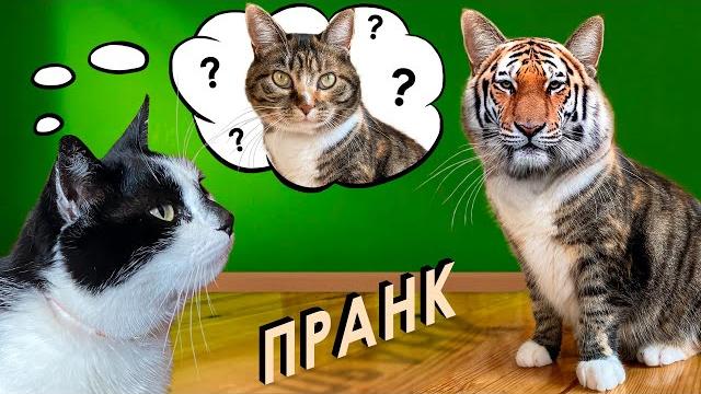 3 смешных пранка над котами! новогодняя маска из тик-тока +тигра ! кот малыш и кошка мурка разыграны 3 смешных пранка над котами! новогодняя маска из тик-тока +тигра ! кот малыш и кошка мурка разыграны