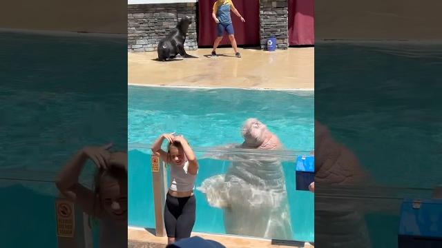 Dancing with the walrus Dancing with the walrus