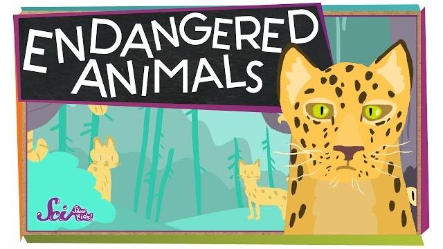 Endangered animals! Endangered animals!