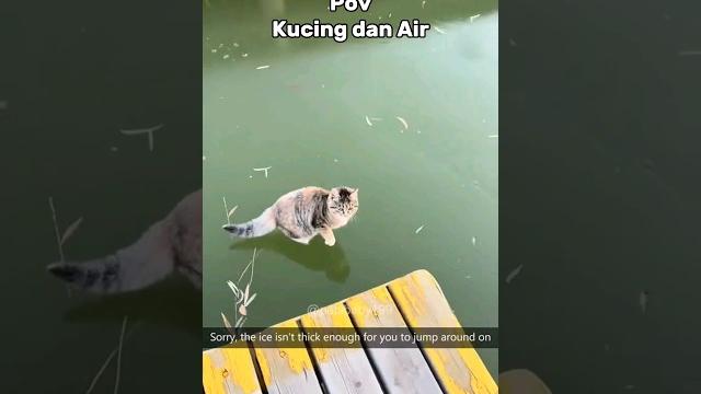 Kucing dan air yang buat kocak #cat #kucinglucuterbaru #funny #catlover #pecintakucinglucu #kucing Kucing dan air yang buat kocak #cat #kucinglucuterbaru #funny #catlover #pecintakucinglucu #kucing
