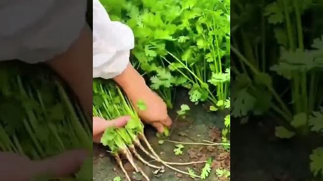 大葉香菜,四季可種,發芽快速#大葉香菜#香菜 #種植 #盆栽 #香菜香菜 大葉香菜,四季可種,發芽快速#大葉香菜#香菜 #種植 #盆栽 #香菜香菜