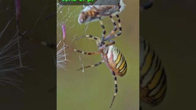 Spiders could eat us all! Spiders could eat us all!