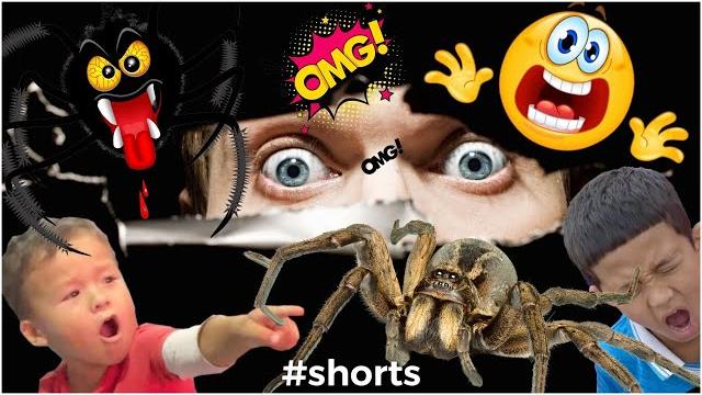 Giant spider vs boon kids epic chase. Giant spider vs boon kids epic chase.