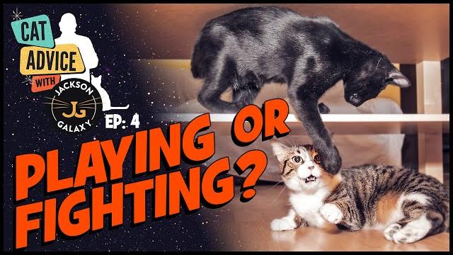 Cat fight or cat play? Cat fight or cat play?
