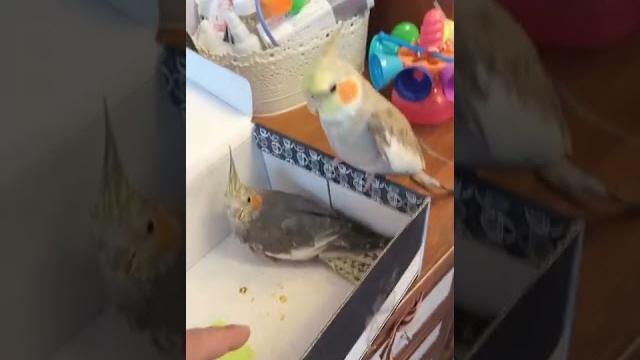Знакомство попугая и невесты Знакомство попугая и невесты