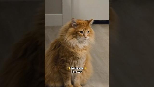 I got tired of singing 'the wheels on the bus' to the apprentice #cat #cutepet #cutecat #cute #pet I got tired of singing 'the wheels on the bus' to the apprentice #cat #cutepet #cutecat #cute #pet