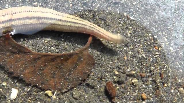 Leech attack!! - real japan monsters Leech attack!! - real japan monsters