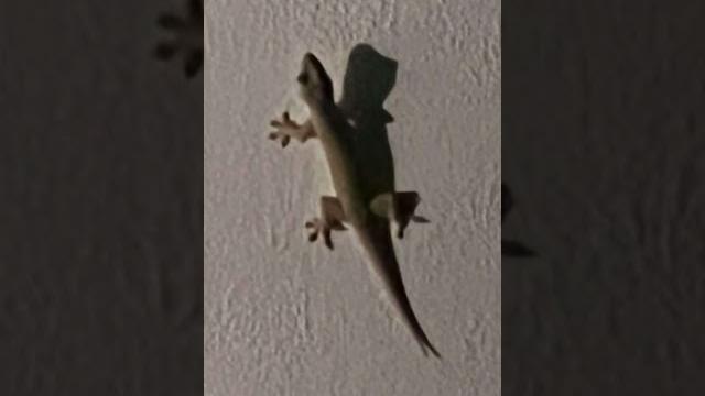 Lizard sound Lizard sound