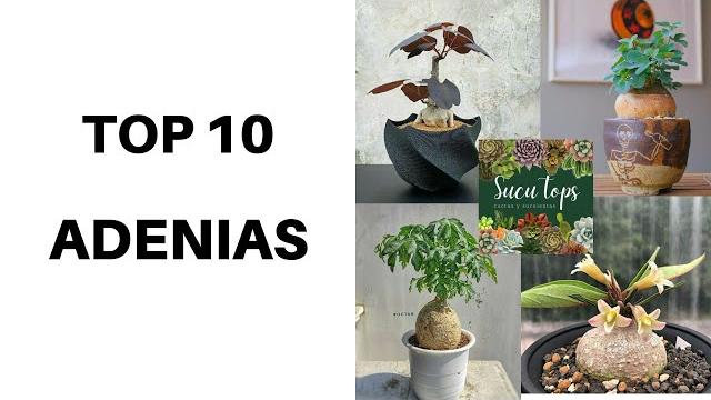 Top 10 adenias Top 10 adenias