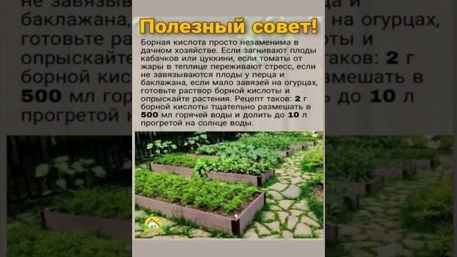 Борная кислота для урожая #борнаякислота #урожай #полезныесоветы #полезнознать #польза Борная кислота для урожая #борнаякислота #урожай #полезныесоветы #полезнознать #польза