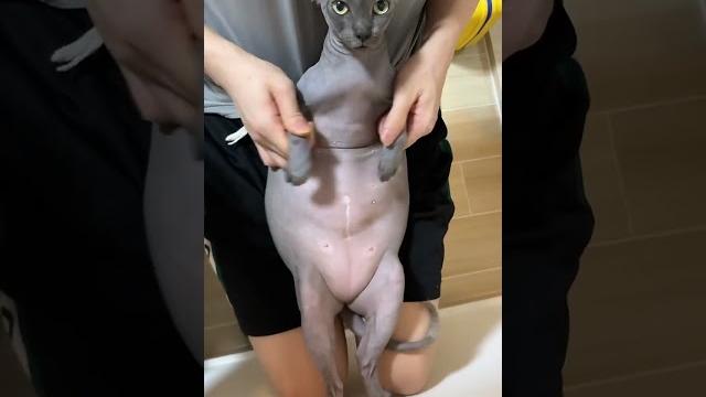【布蘭妮的成長日記】今天沒段子。讓妮姐給你們跳個舞吧~ 【布蘭妮的成長日記】今天沒段子。讓妮姐給你們跳個舞吧~