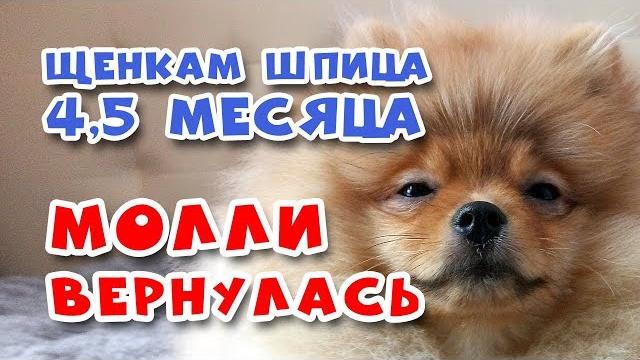 Молли приехала в гости. щенкам 4.5 месяца. Молли приехала в гости. щенкам 4.5 месяца.