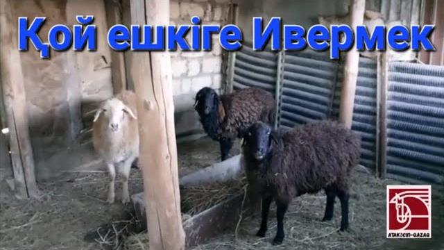 Қой-ешкіге ивермек. Қой-ешкіге ивермек.
