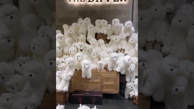 Cute and funny dog videos|cute and funny tiktok videos|famous tiktok videos #shorts #tiktok #dogs Cute and funny dog videos|cute and funny tiktok videos|famous tiktok videos #shorts #tiktok #dogs