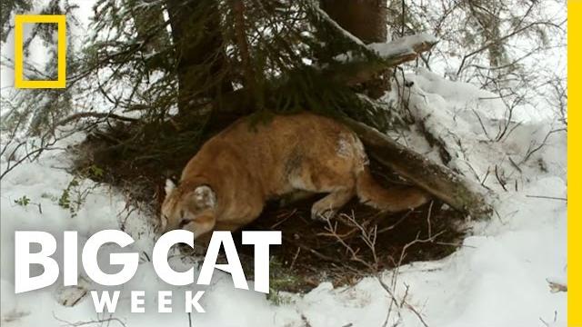 Top 3: cougar facts | big cat week Top 3: cougar facts | big cat week