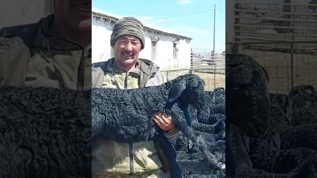 Эдильбаевские баранчики 2022г.р Эдильбаевские баранчики 2022г.р