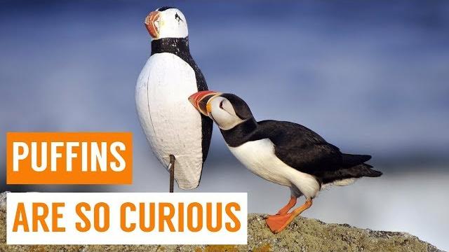 Cute baby puffins compilation Cute baby puffins compilation