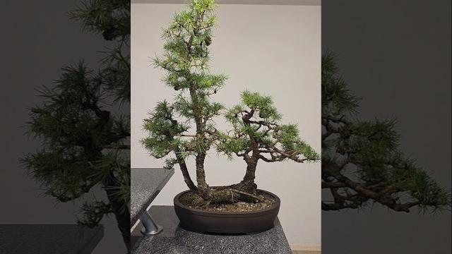 Quick clean, triple trunk larch#bonsai #fyp #fy #larch #prune #old #tree #yamadori #swiss Quick clean, triple trunk larch#bonsai #fyp #fy #larch #prune #old #tree #yamadori #swiss