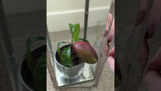 My mango tree has grown a fruit! My mango tree has grown a fruit!