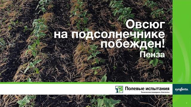 Овсюг на подсолнечнике побежден! пенза Овсюг на подсолнечнике побежден! пенза
