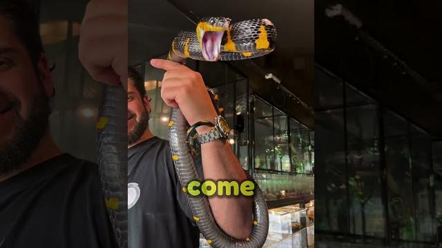 Giving his cobra snake a face lift #shorts Giving his cobra snake a face lift #shorts