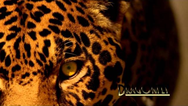 This love - sarah brightman This love - sarah brightman