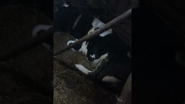 Веселая ферма)будни колхозника Веселая ферма)будни колхозника