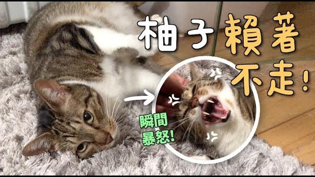 【黃阿瑪的後宮生活】柚子賴著不走!還瞬間暴怒! 【黃阿瑪的後宮生活】柚子賴著不走!還瞬間暴怒!