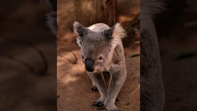 Koala #shorts #short #viral #shortskoala #shortkoala #koalashorts #koalashort #koala #koalas Koala #shorts #short #viral #shortskoala #shortkoala #koalashorts #koalashort #koala #koalas