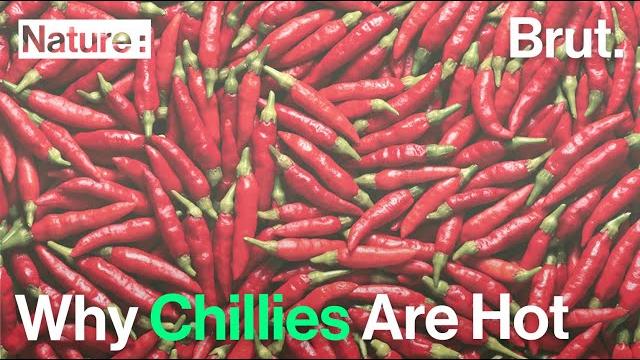 Why chilies are hot Why chilies are hot