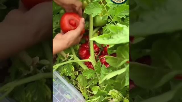 Хитрое выращивание томатов #грядки #теплица #парник #рассада #помидоры #огурцы #огород #дача Хитрое выращивание томатов #грядки #теплица #парник #рассада #помидоры #огурцы #огород #дача