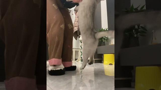 被迫营业的猫#被迫营业的猫猫 #猫猫也要工作了 #萌宠出道计划 #银渐层 #我和我的猫 被迫营业的猫#被迫营业的猫猫 #猫猫也要工作了 #萌宠出道计划 #银渐层 #我和我的猫