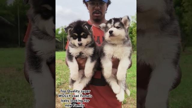#campursari #happypuppy #puppy #cutepet #pets #cutepuppy #animal #huskydog #huskypuppy #huskylove #campursari #happypuppy #puppy #cutepet #pets #cutepuppy #animal #huskydog #huskypuppy #huskylove