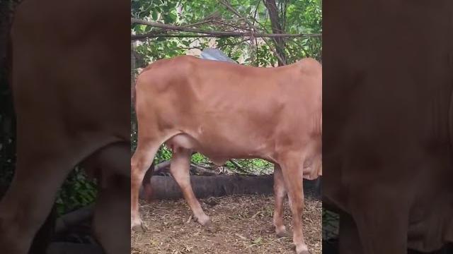 Suvarna kapila gir #ytshorts #cow #pcmc #gaming Suvarna kapila gir #ytshorts #cow #pcmc #gaming