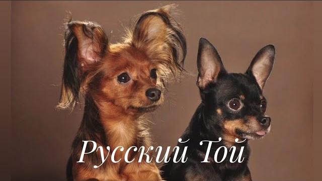 Русский той терьер, russian toy / russkiy toy Русский той терьер, russian toy / russkiy toy